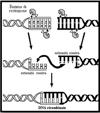 ricombinazjpg